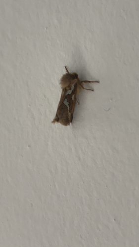 Common Swift Moth, Wijchen, photo 6 of 10