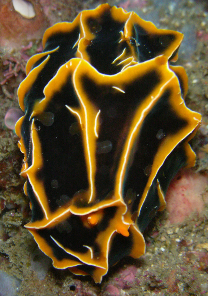 Chocolate Mango Nudibranch