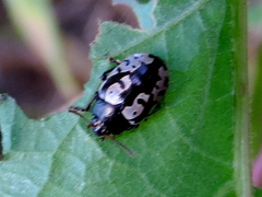 Calligrapha intermedia