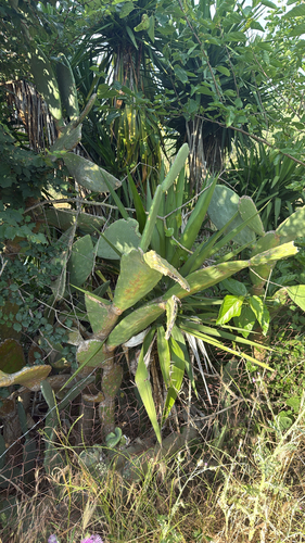 Indian fig opuntia