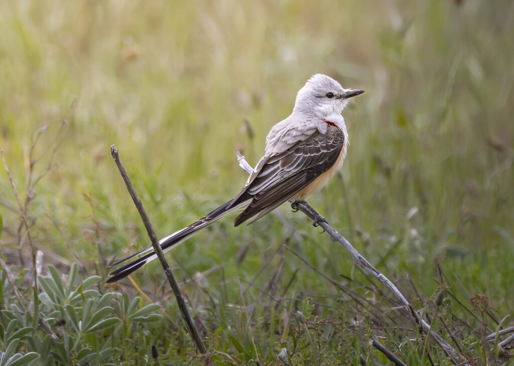 Scissor-tailed Flycatcher