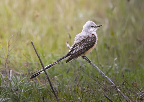Scissor-tailed Flycatcher