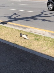 Columba livia domestica