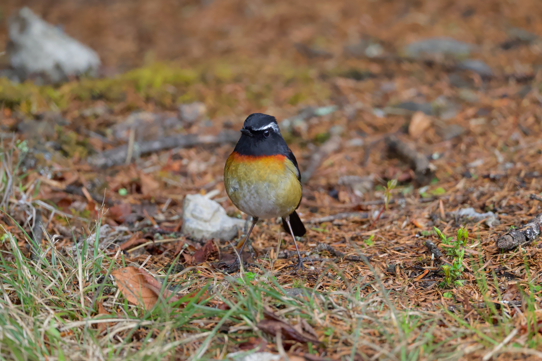 Collared Bush Robin (Tarsiger johnstoniae), photo 10