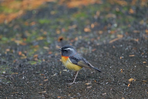 Collared Bush Robin (Tarsiger johnstoniae)