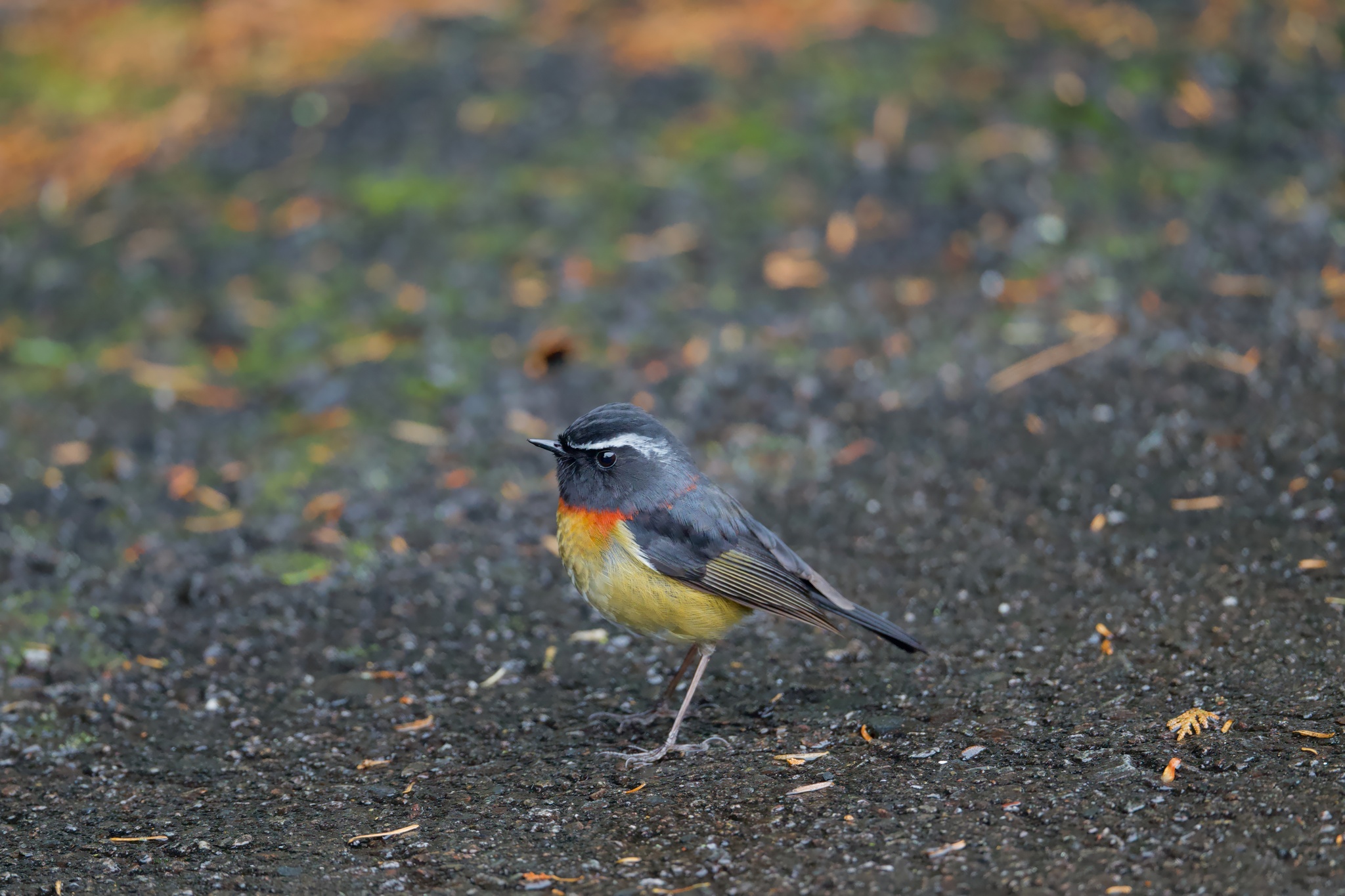 Collared Bush Robin (Tarsiger johnstoniae), photo 1