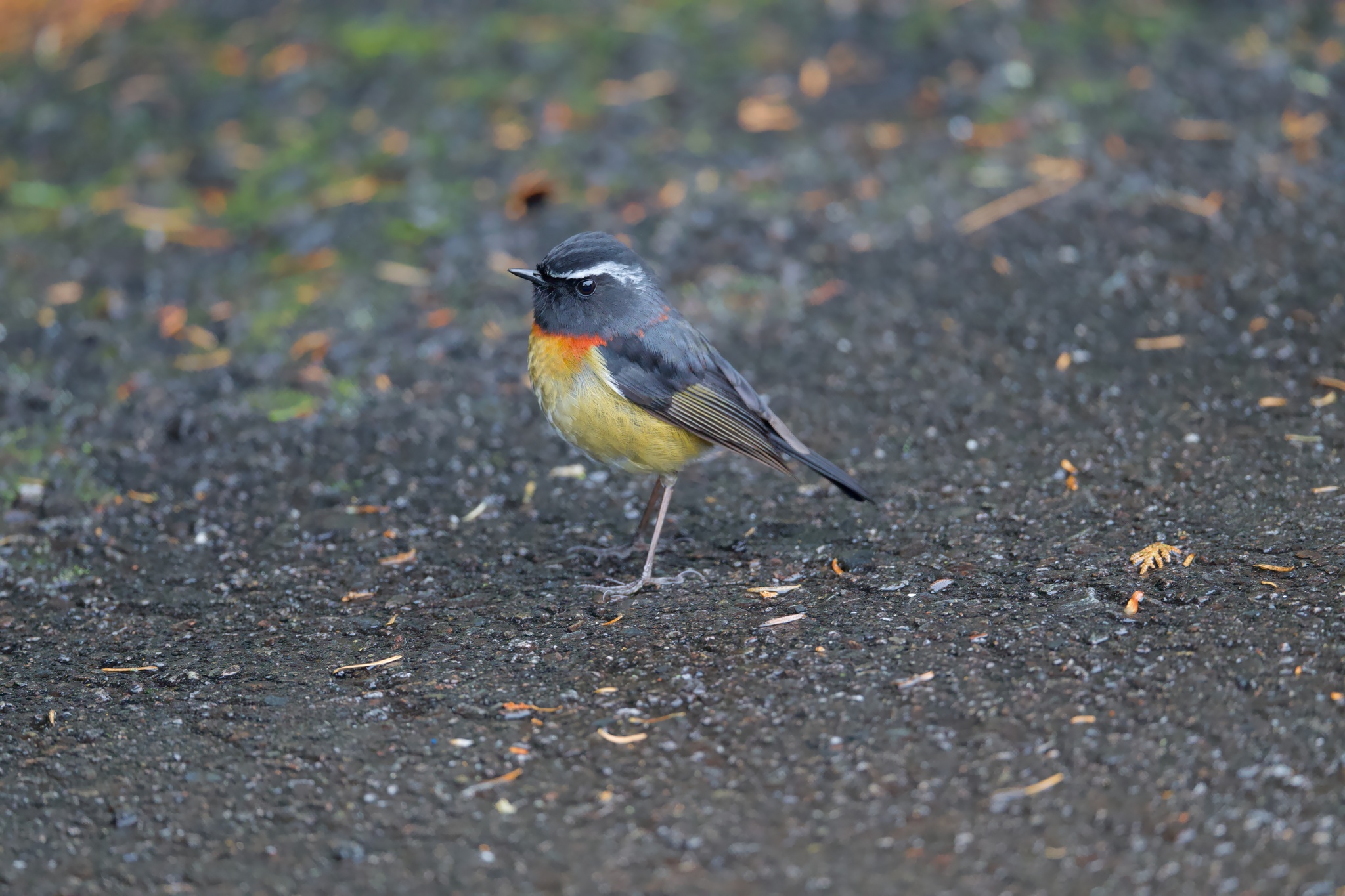 Collared Bush Robin (Tarsiger johnstoniae), photo 2
