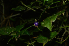 Psychotria suterella