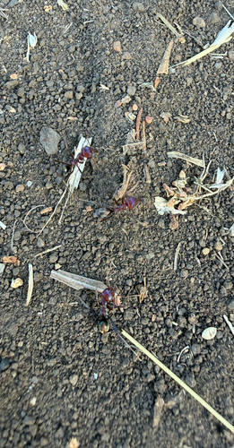 Southern Meat Ant