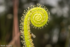 Drosera tracyi