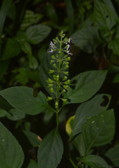 Ocimum carnosum