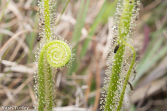 Drosera tracyi