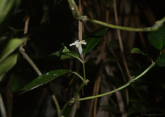 Psychotria suterella