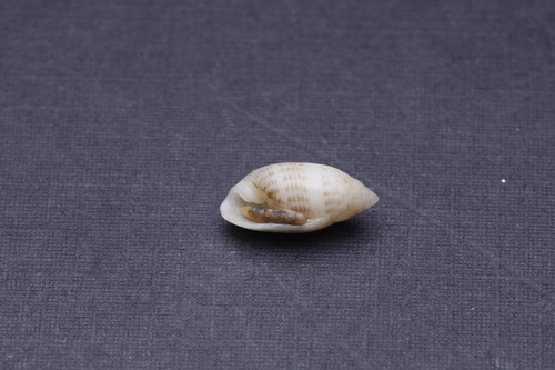 Pupa affinis observed 2026-05-06