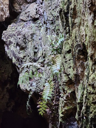 Cyrtomium falcatum