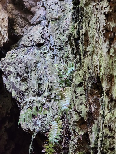 Cyrtomium falcatum