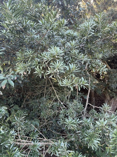 real yellowwood