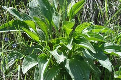 Arnoglossum plantagineum