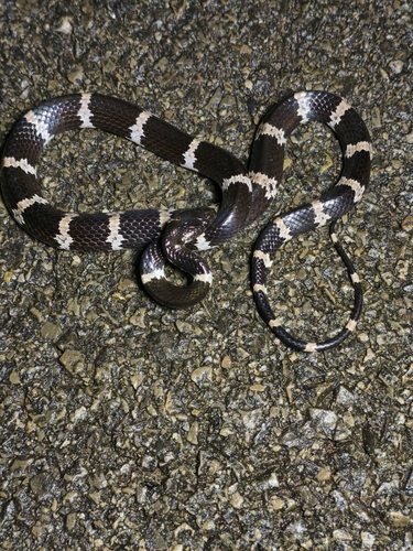 Yunnan Wolf Snake