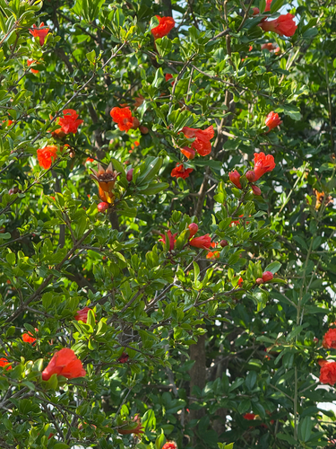 pomegranate