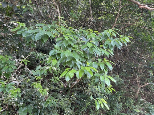 Ehretia longiflora observed 2026-04-27