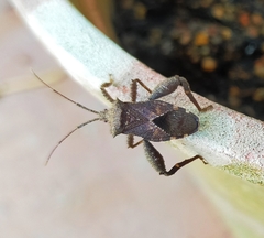 Acanthocoris scaber