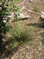Fimbristylis ferruginea