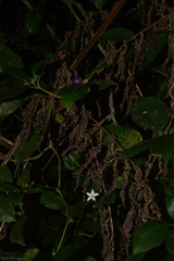 Psychotria suterella