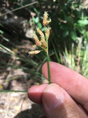 Fimbristylis ferruginea