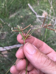 Cyperus sphacelatus