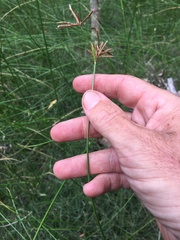Cyperus sphacelatus