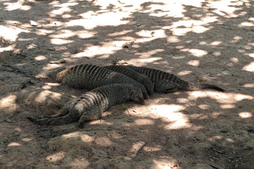 Banded Mongoose