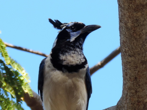 Black-throated Magpie-Jay