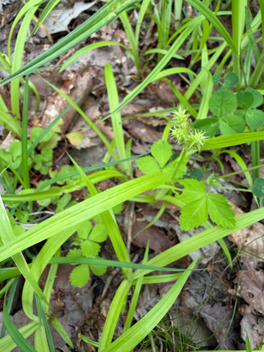 Carex mollicula iNat (3)