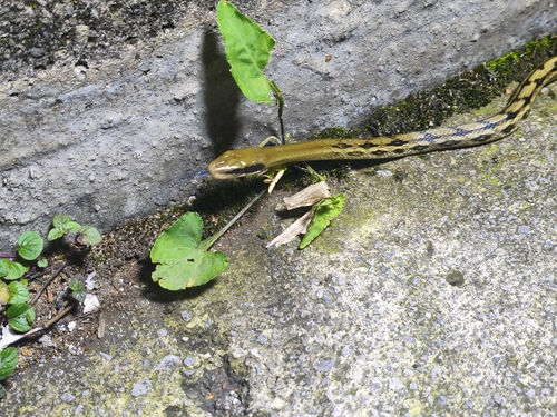 Chinese Beauty Snake