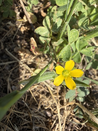 Creeping Woodsorrel