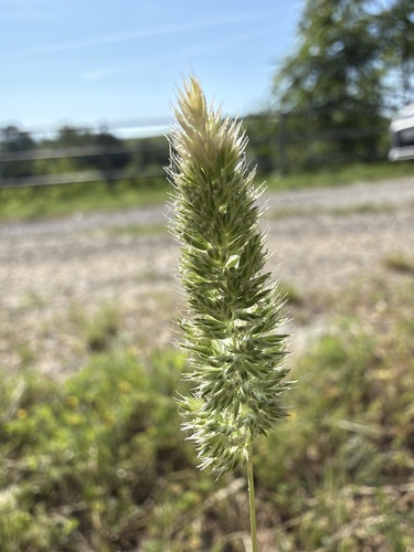 Mediterranean Hair-grass