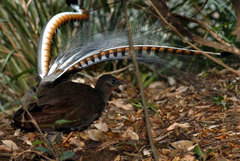 Superb Lyrebird photo 3