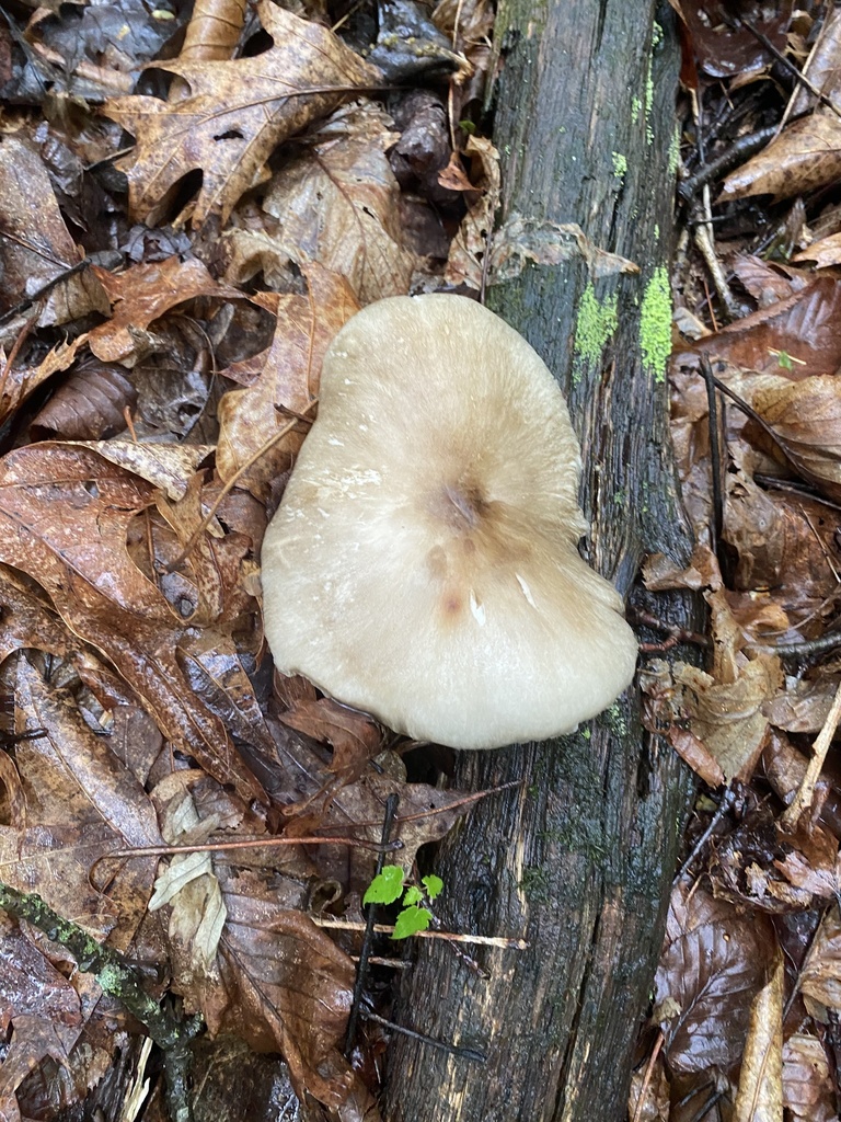 Eastern American Platterful Mushroom · May 2026 · photo: Photo: (c) Tyler Savitski, some rights reserved (CC BY-SA) · iNaturalist