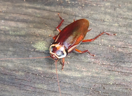 Australian Cockroach