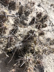 Grusonia