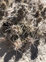 Grusonia