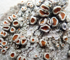 Brigantiaea chrysosticta