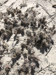 Grusonia
