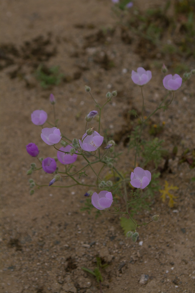 Cristaria aspera