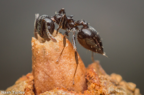 Ashmead's Acrobat Ant photo 3