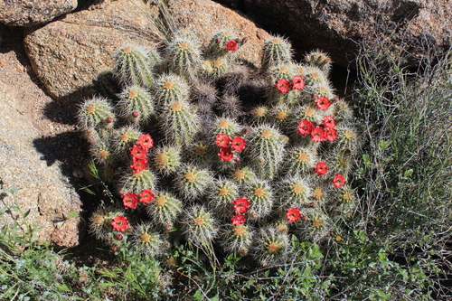 Echinocereus yavapaiensis (Echinocereus yavapaiensis)