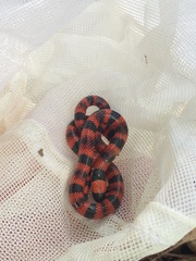 Micrurus nigrocinctus