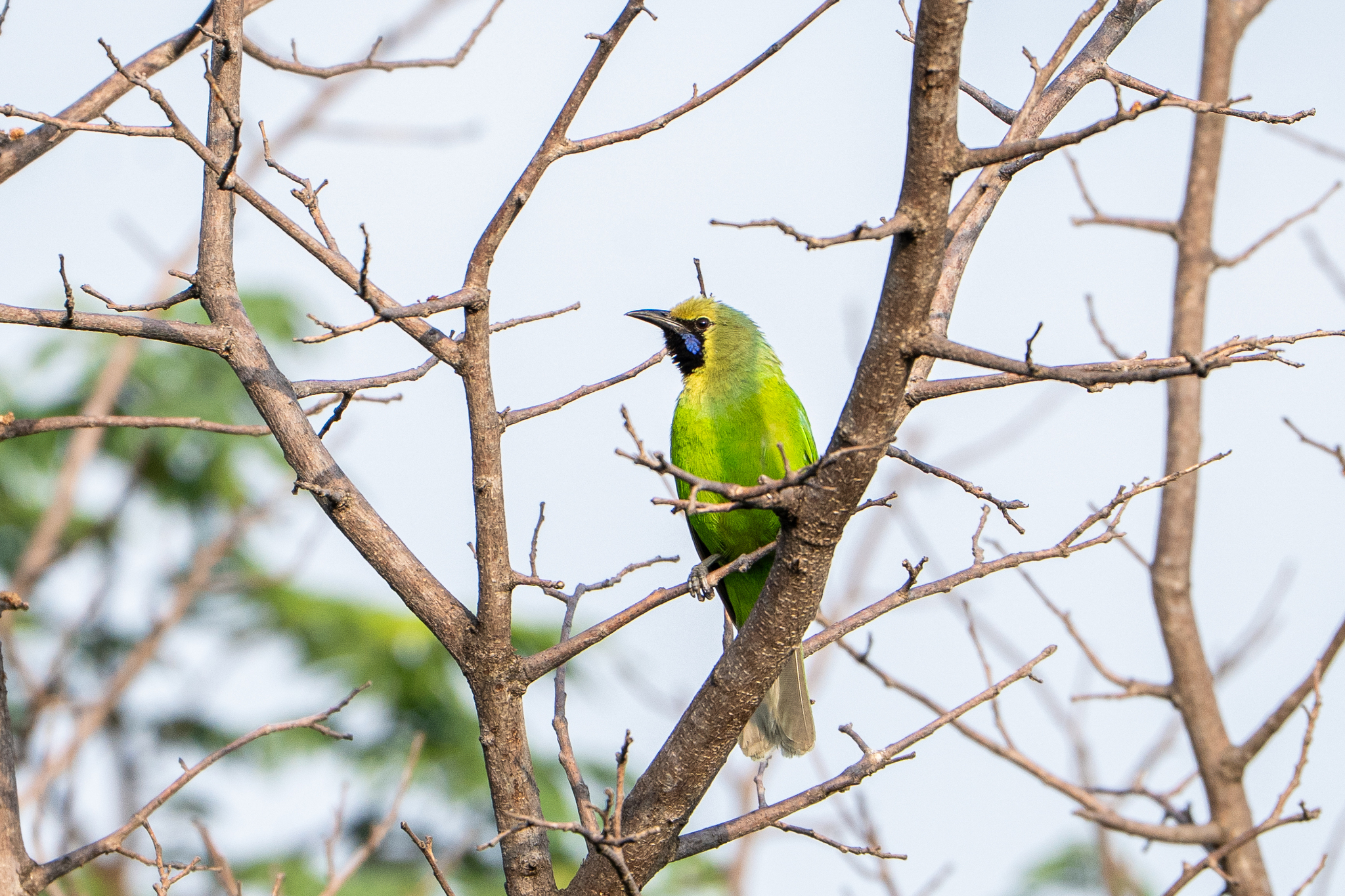 Jerdon's Leafbird (Chloropsis jerdoni), photo 7