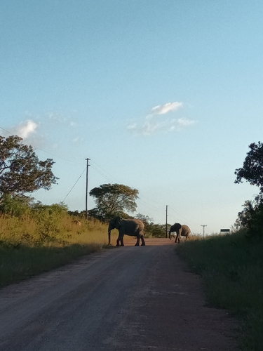 African Savanna Elephant